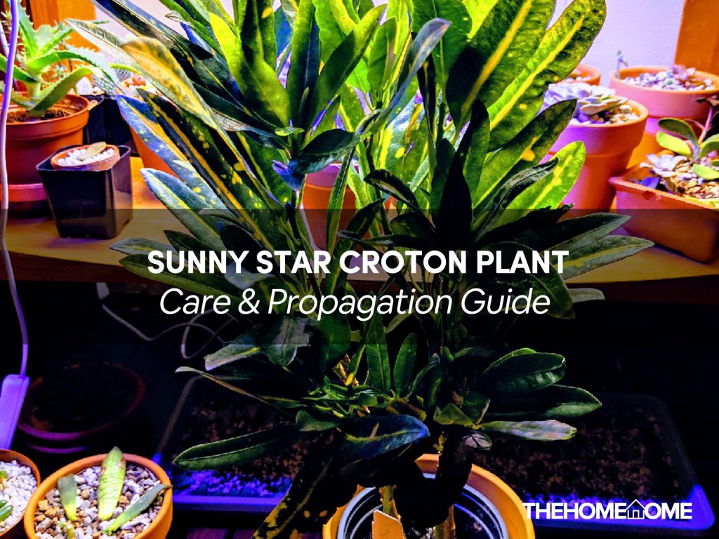Sunny Star Croton Plant Care