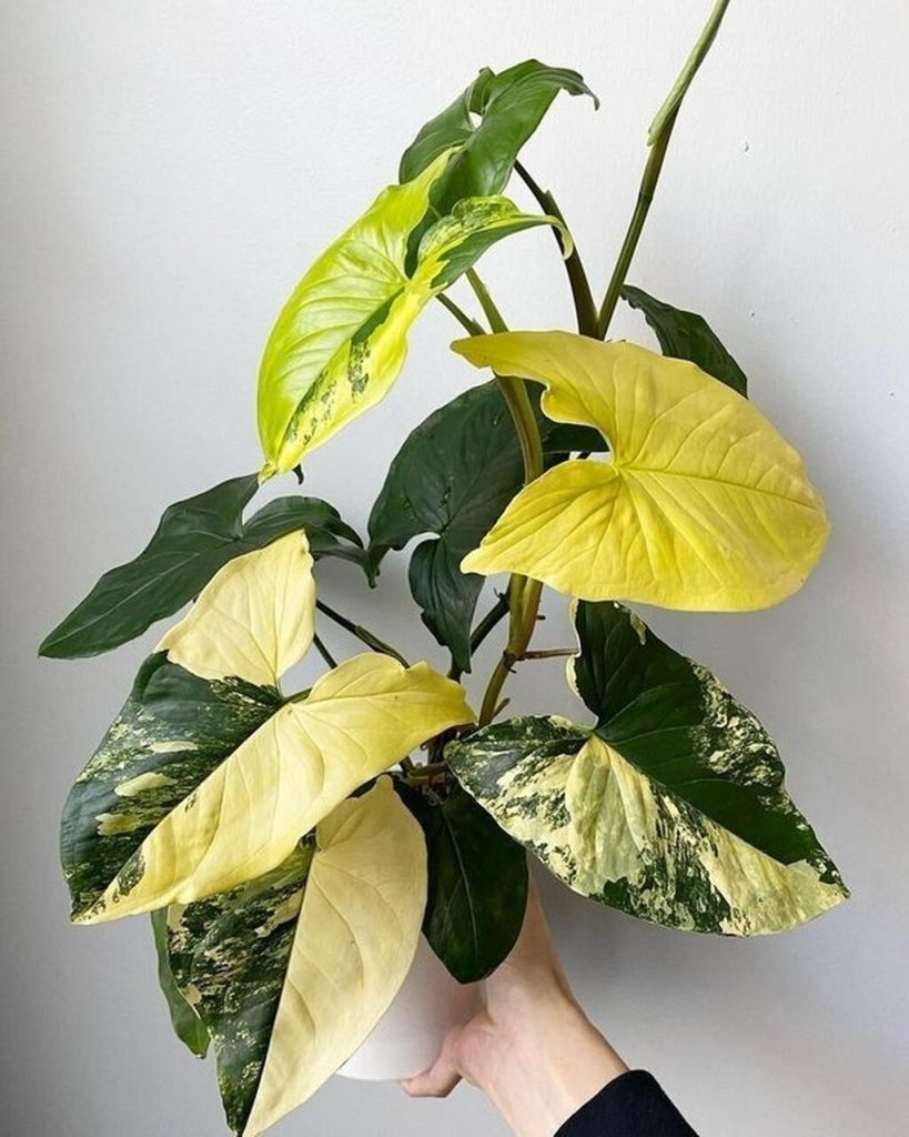 Syngonium Aurea Variegata