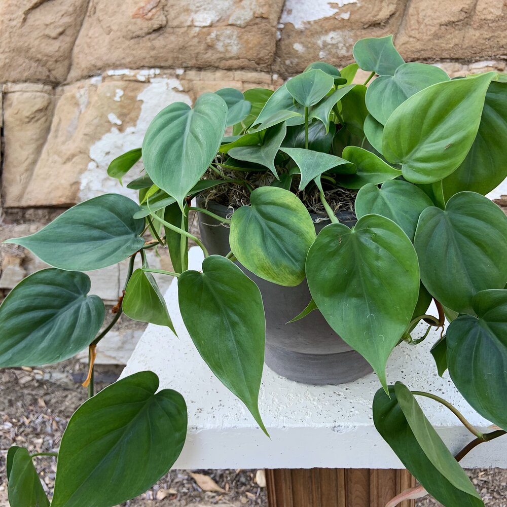 Jade Pothos