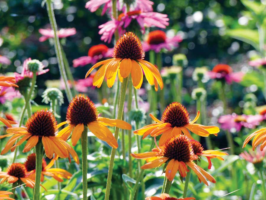 Tiki Torch Cone Flower