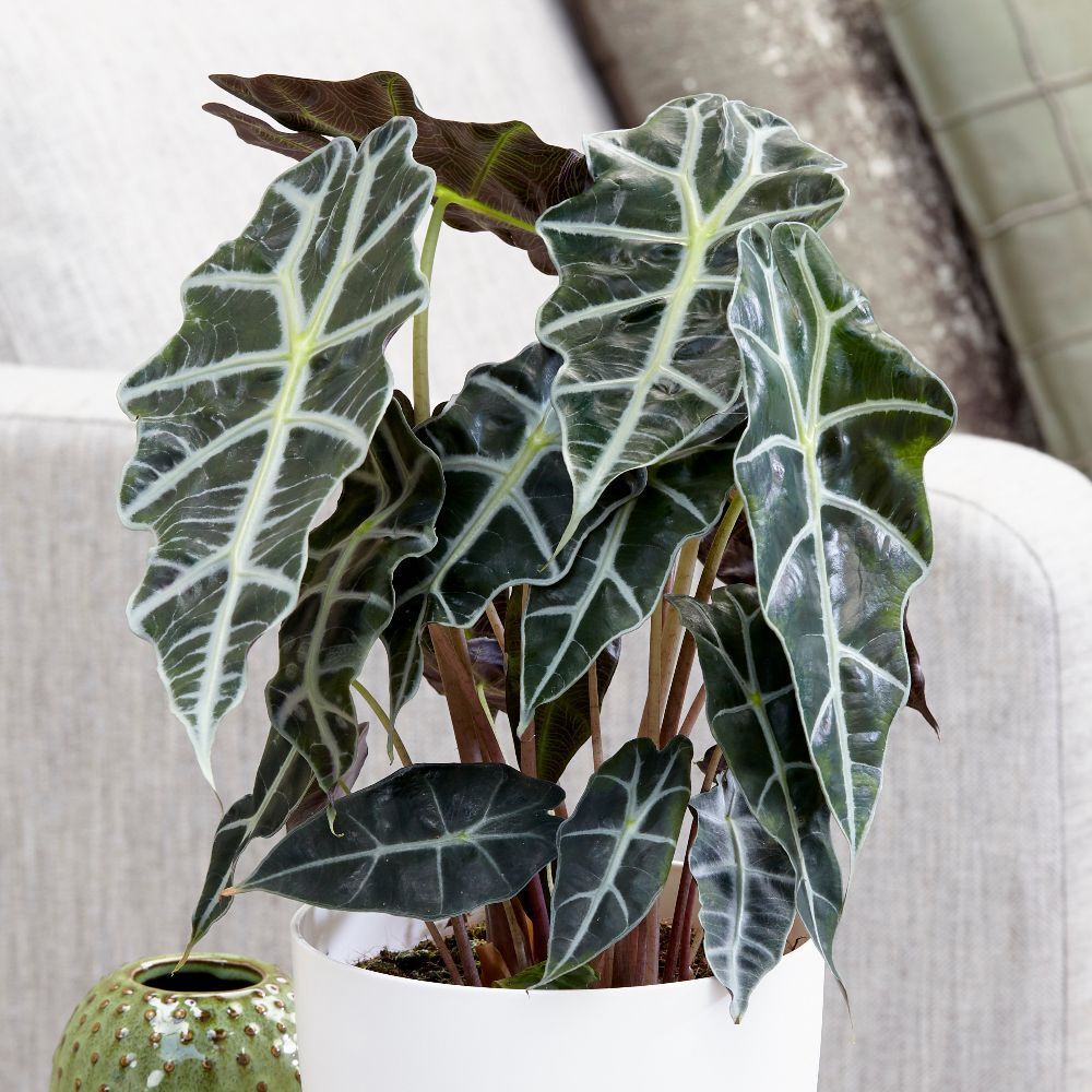 Alocasia Amazonica