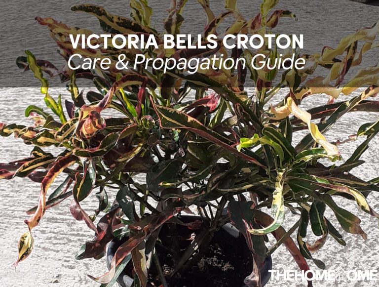 Victoria Gold Bell Croton Plant Care