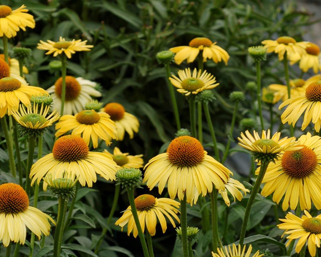 Daydream Cone Flower