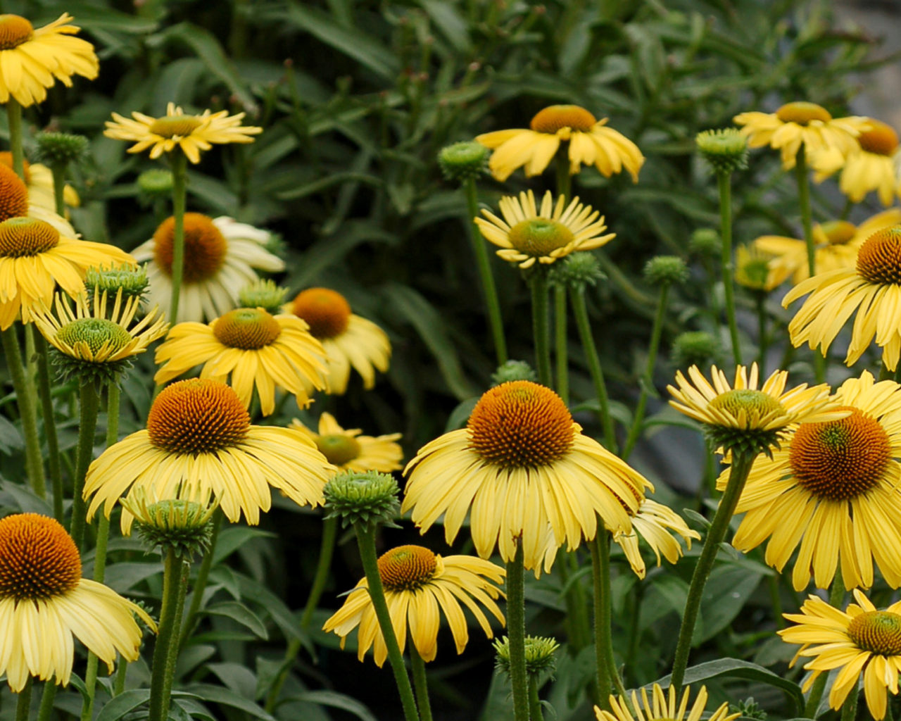 Cone Flower Varieties: 9 Common And Rare Types Of Cone Flowers - The ...