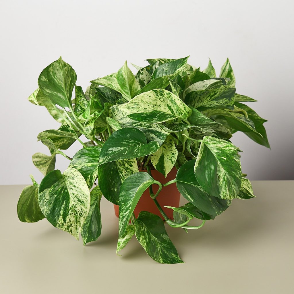 Marble Queen Pothos