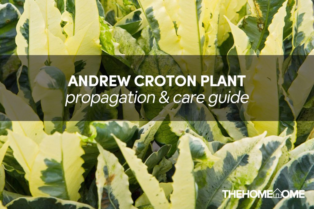 andrew croton plant care guide