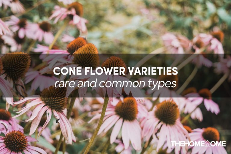 cone flower varieties thehometome