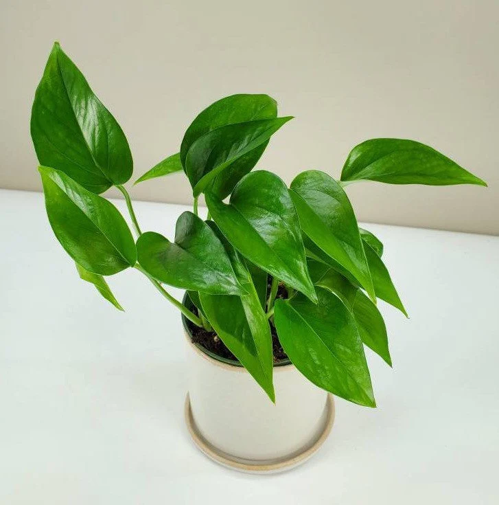 Yes, of course! The pothos is a plant that you can care for without needing to be a gardening expert. You should enjoy taking care of your pothos if you have the correct knowledge, which we have supplied for you in this article.