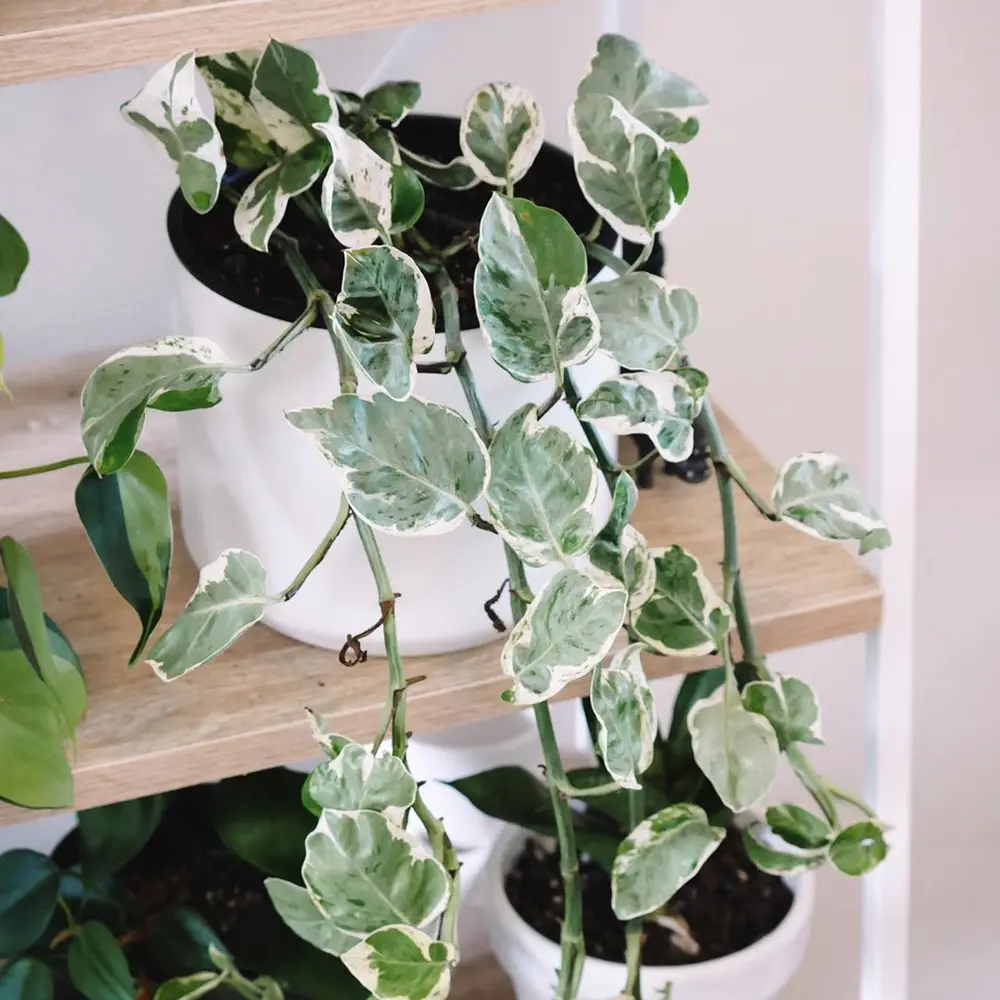 Glacier Pothos