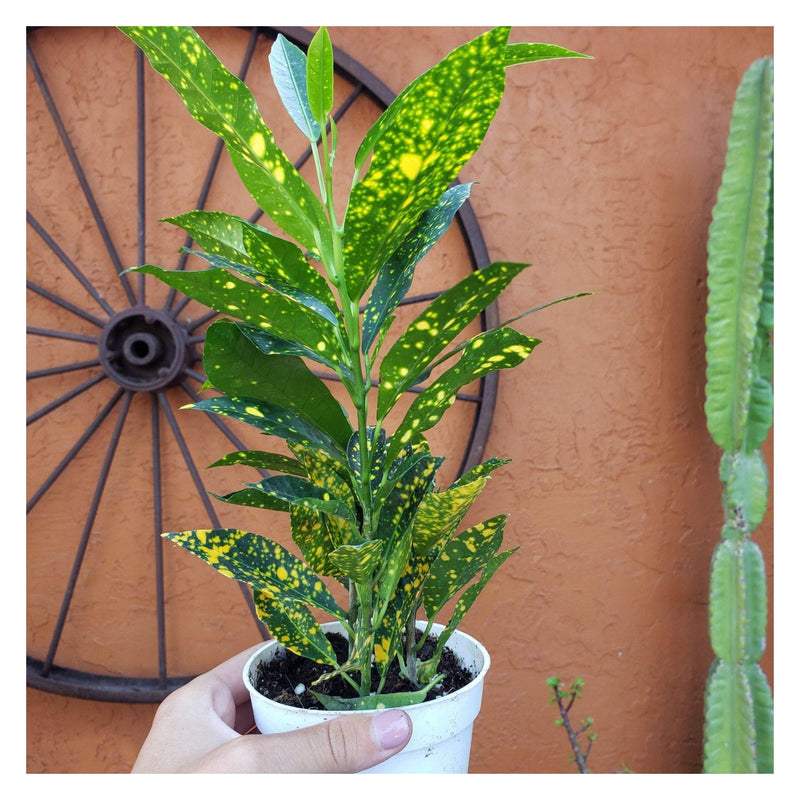Gold dust croton home garden house plant thehometome