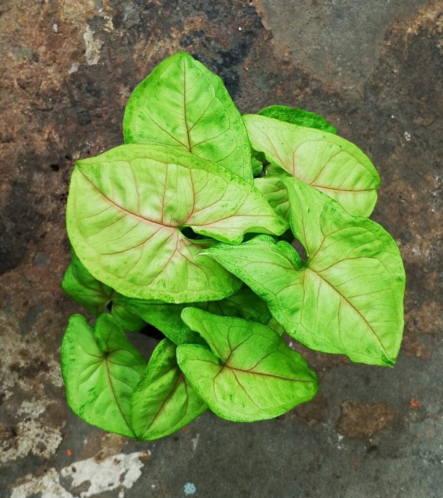 syngonium silver pearl