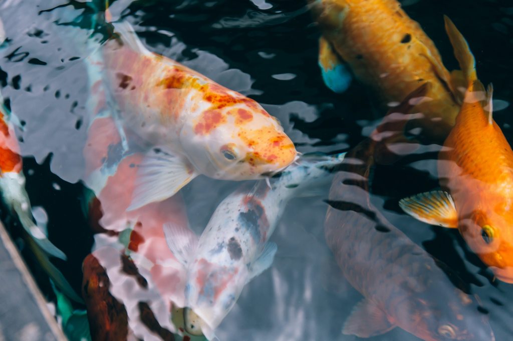 Is Rain Water Good For Koi Fish?