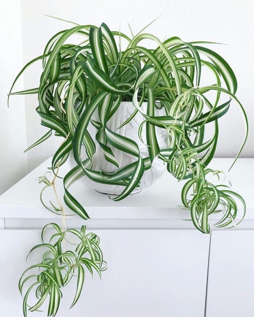 Curly Spider Plant 