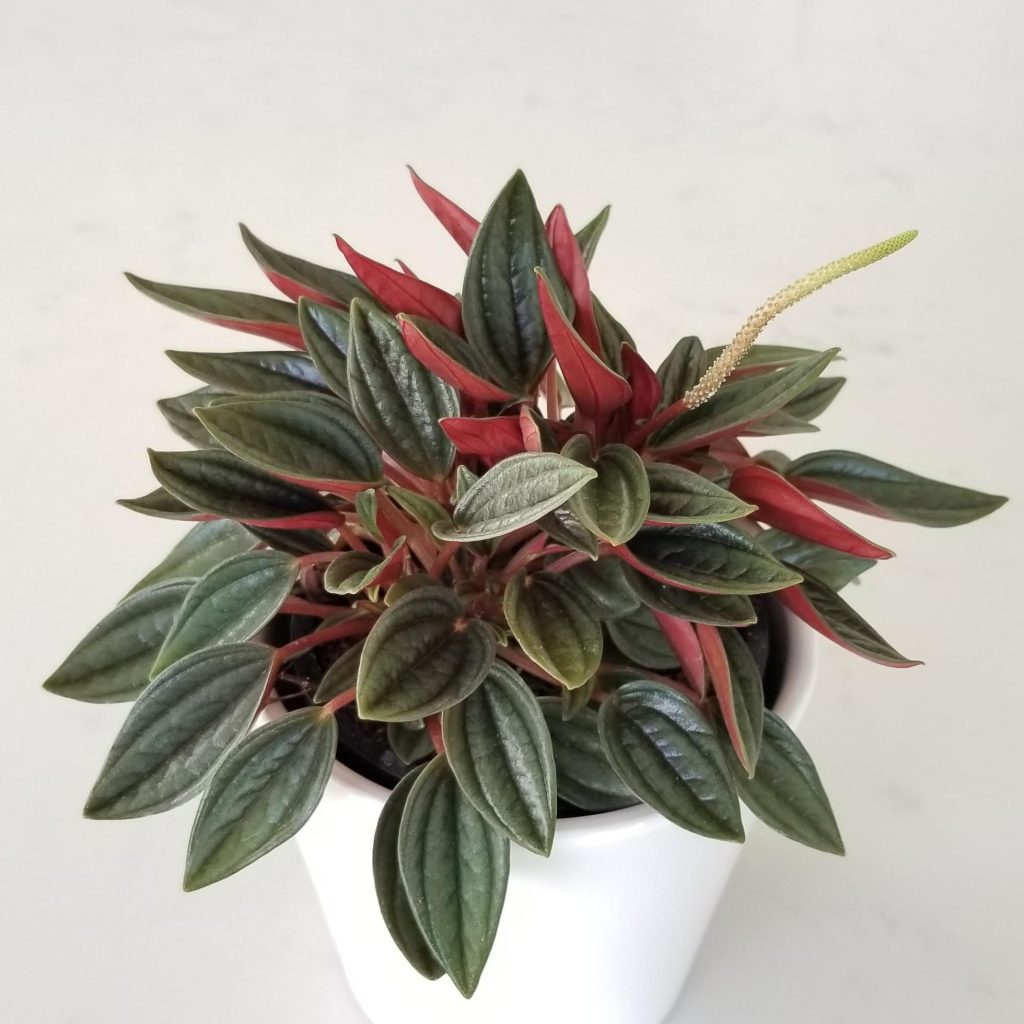 Peperomia Caperata Rosso Care Guide