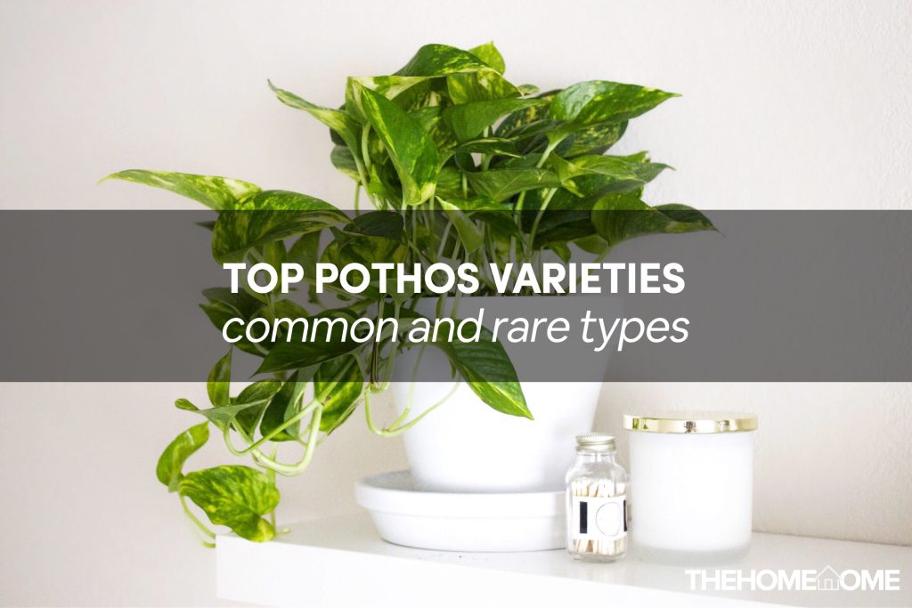 Pothos Varieties theHomeTome