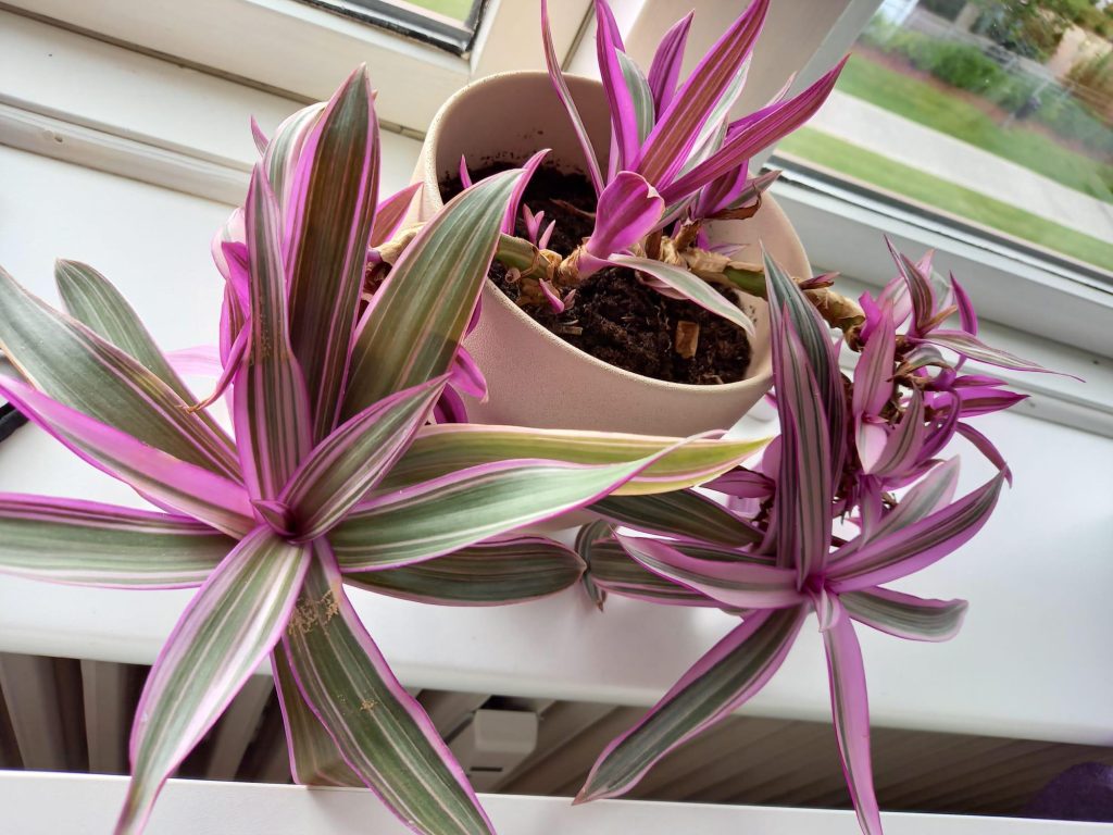 Violet Spider Plant 