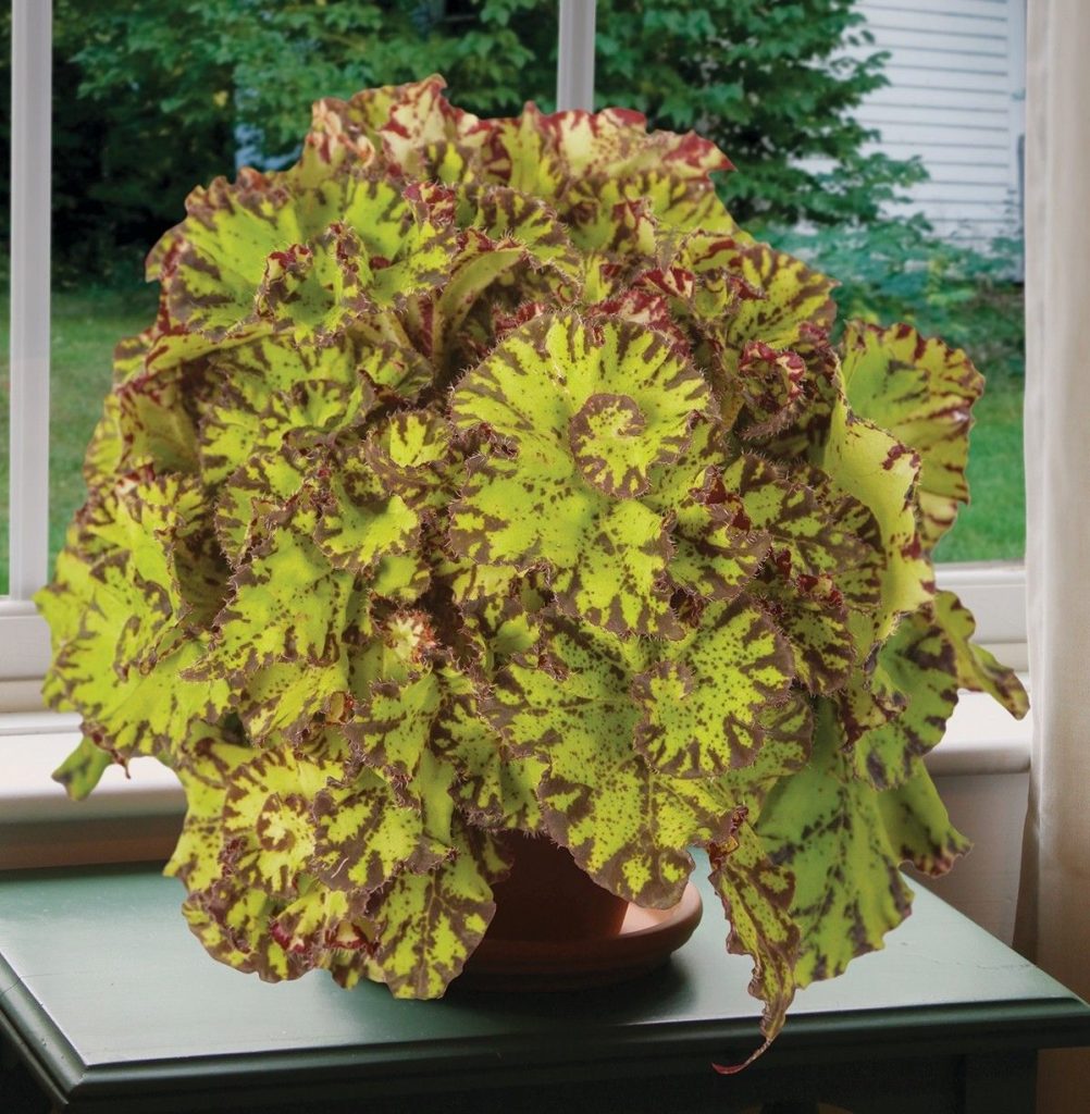 Rhizomatous Begonia Care And Propagation Guide