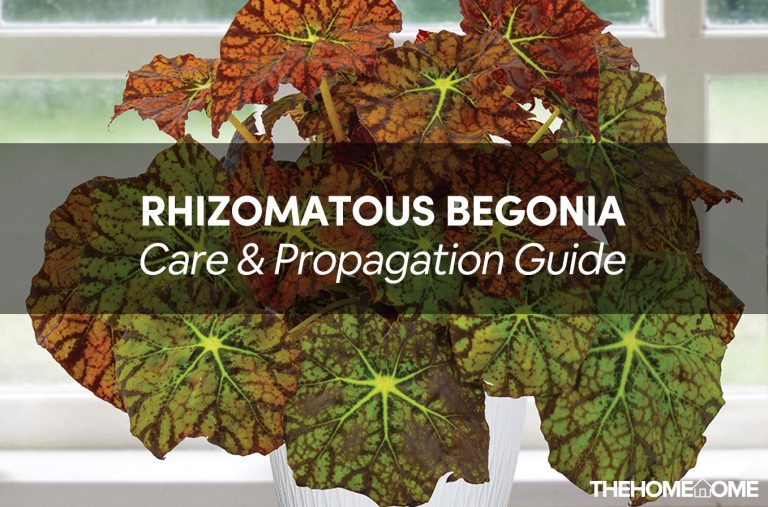 Rhizomatous Begonia Care