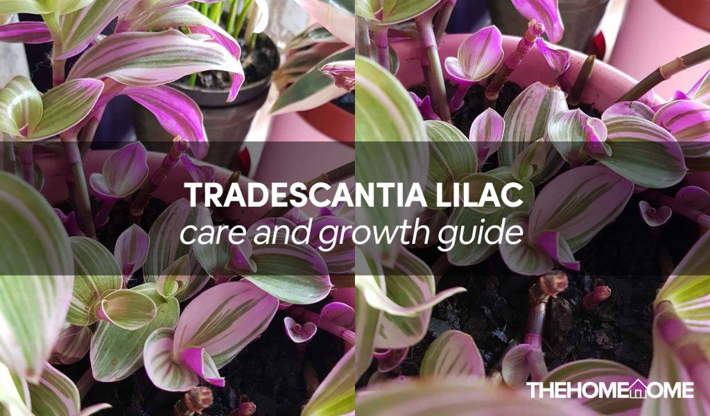 Tradescantia Lilac, Burgundy Care And Propagation Guide