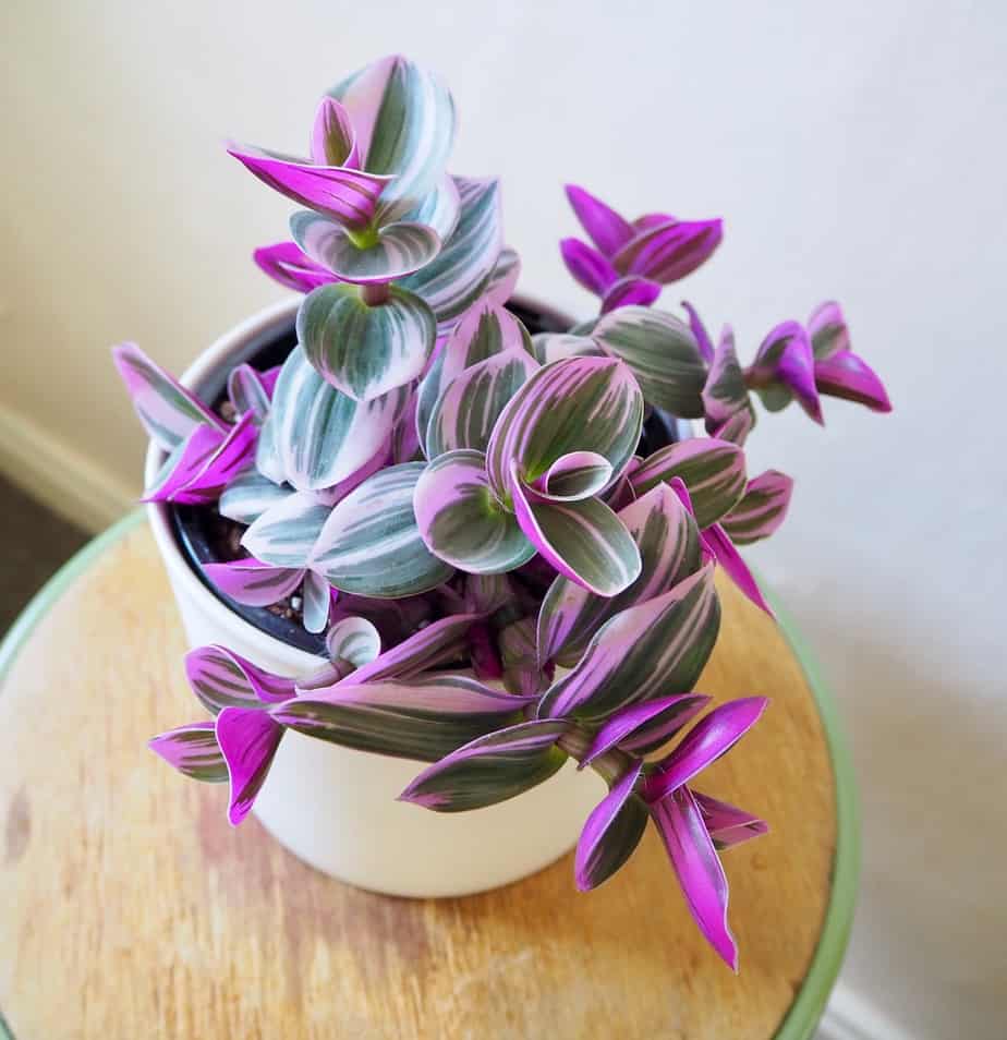 Tradescantia Lilac 