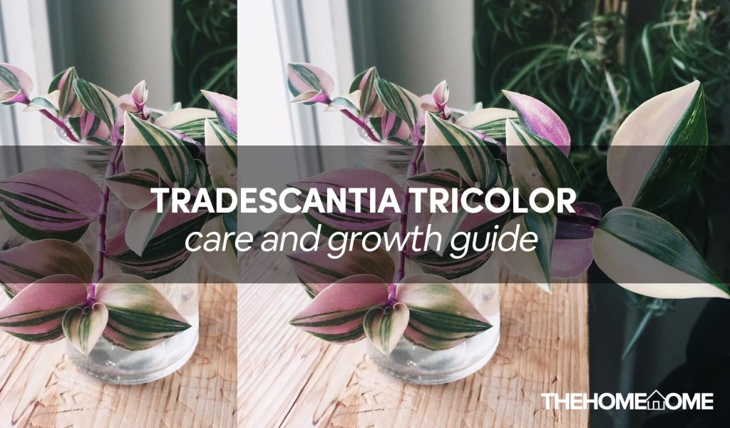 Tradescantia Tricolor Plant
