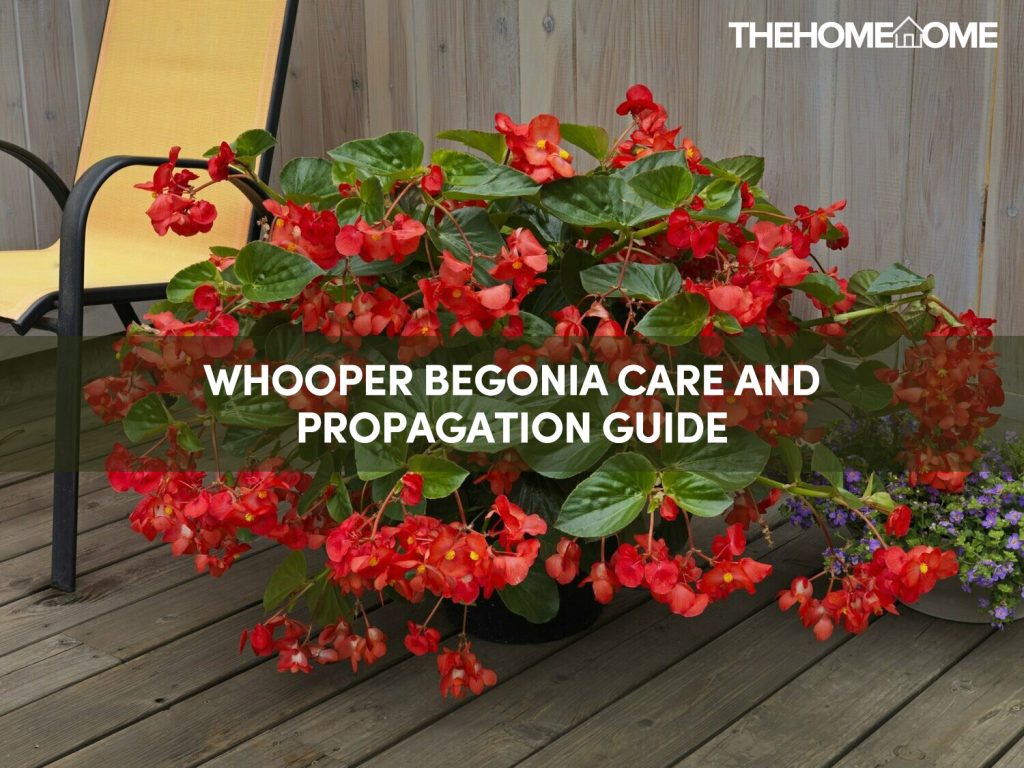 Whooper Begonia Care Guide TheHomeTome