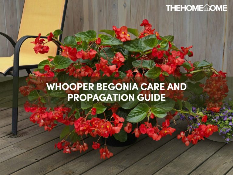 Whooper Begonia Care Guide TheHomeTome