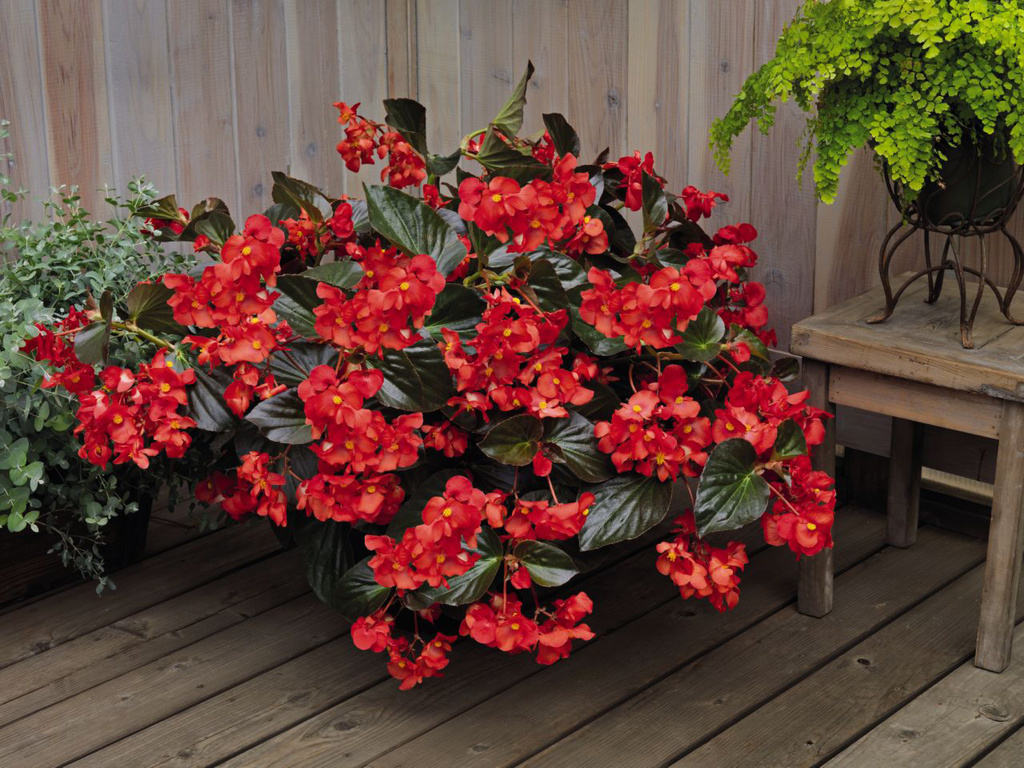 Whooper begonia