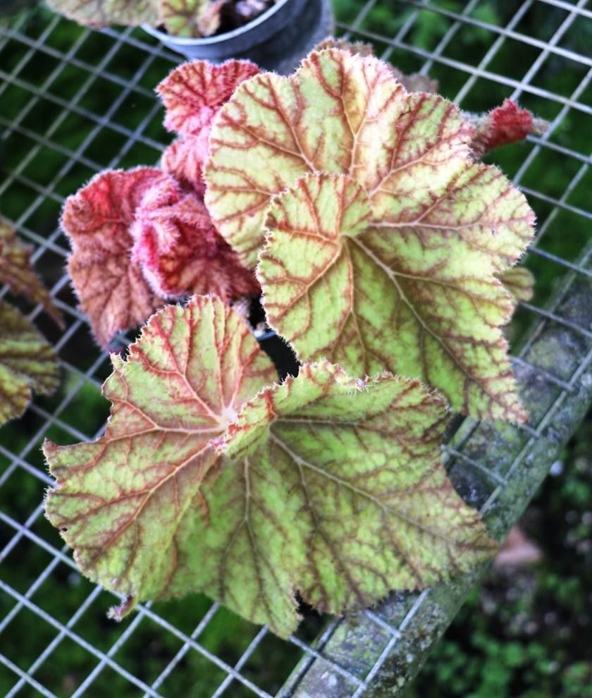 Rhizomatous Begonia Care