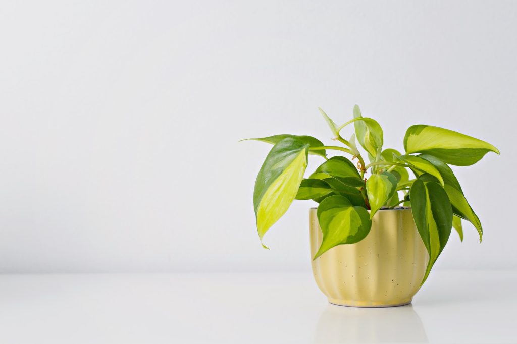 Variegated Neon Pothos Care