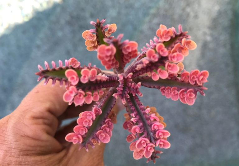Mother of Thousands Plant Varieties