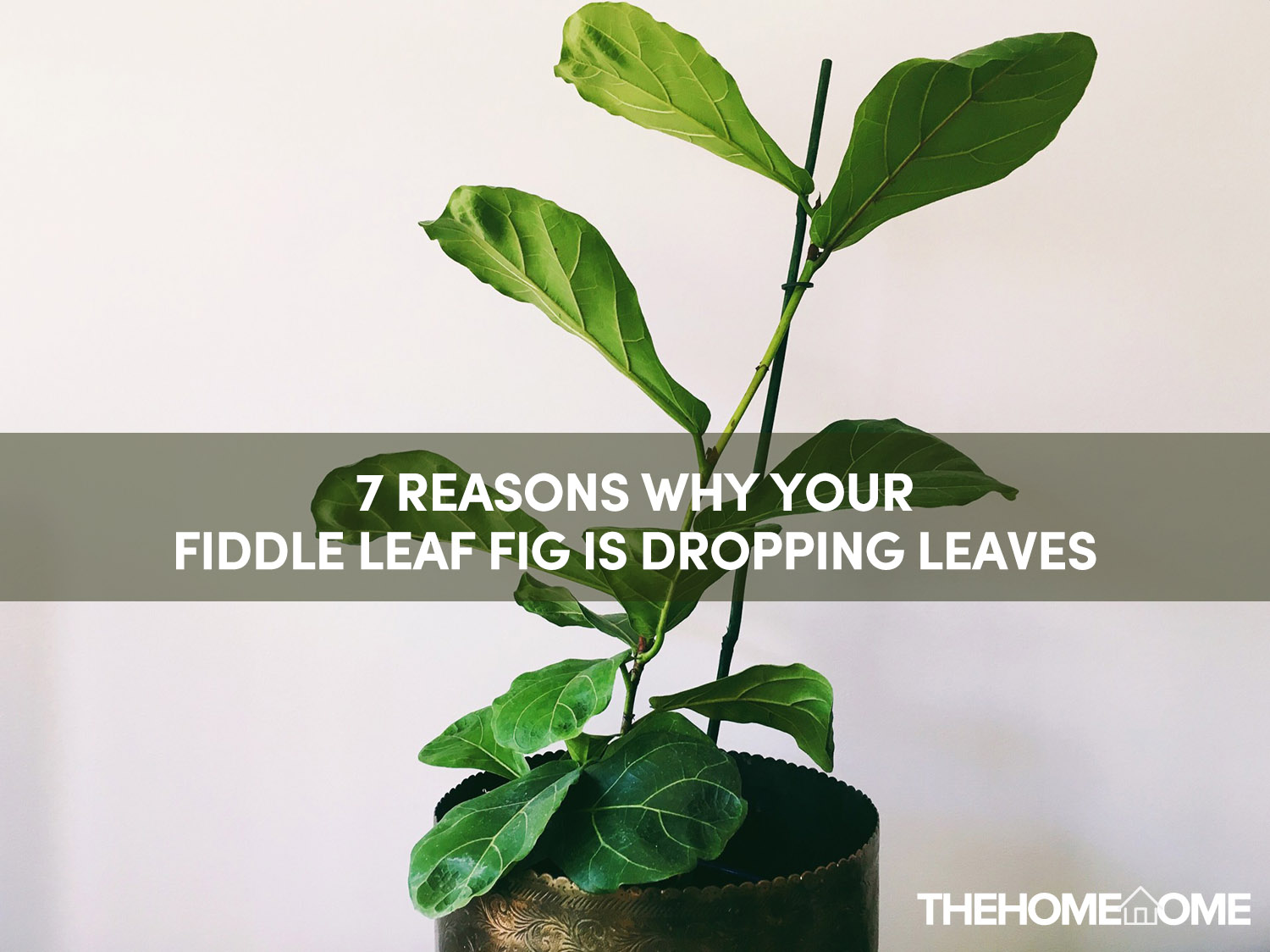 7 Reasons Why Your Fiddle Leaf Fig Is Dropping Leaves | The Home Tome