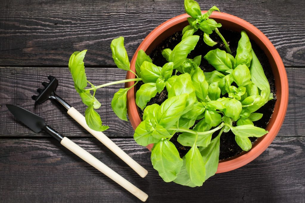 Basil Plant Gets Woody Fix