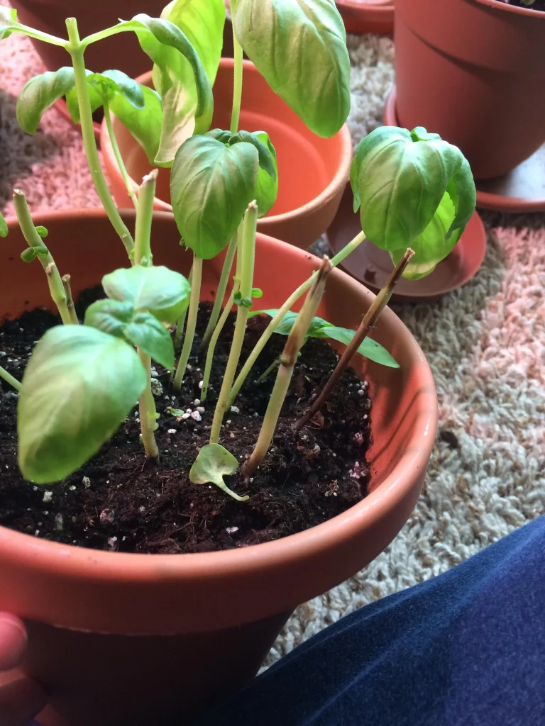 Basil Plant Gets Woody: How to Fix This