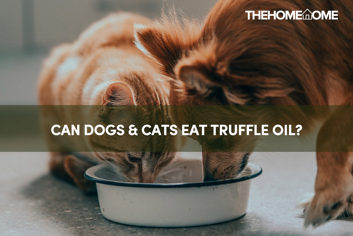 Can Dogs & Cats Eat Truffle Oil? Is It Pet-Safe? - The Home Tome