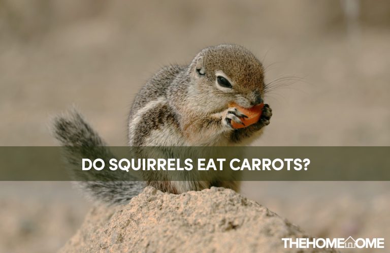Do Squirrels Eat Carrots?