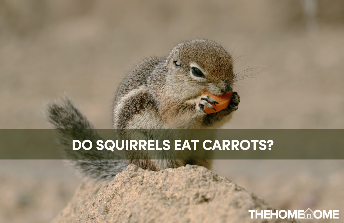 Do Squirrels Eat Carrots? (Read This) | The Home Tome