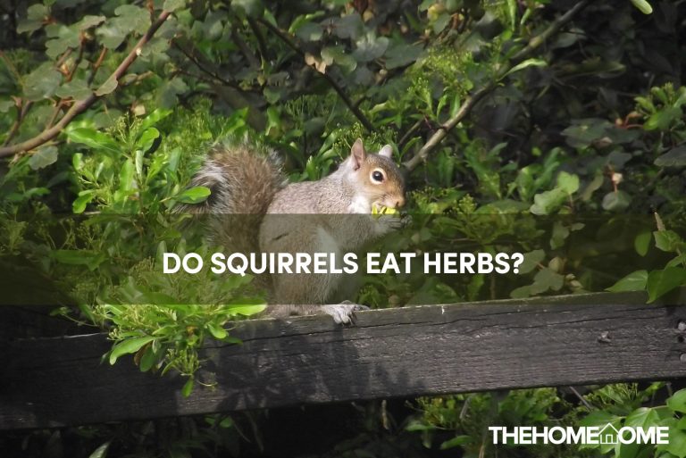 Do Squirrels Eat Herbs?