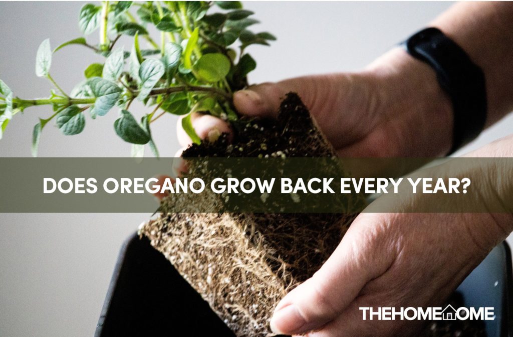 Does Oregano Grow Back Every Year?