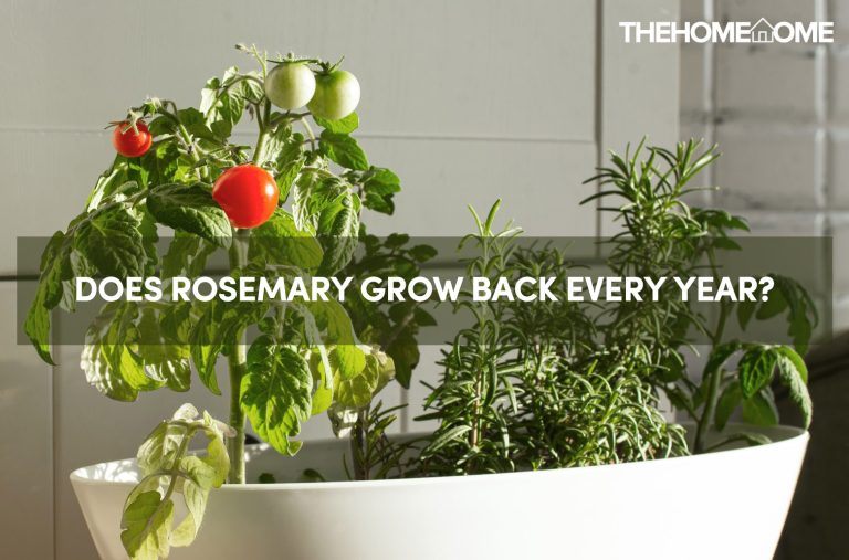 Does Rosemary Grow Back Every Year?