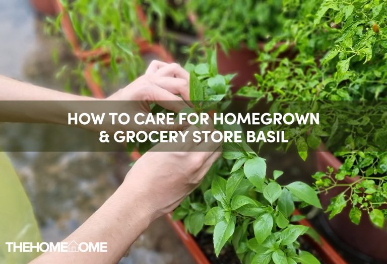 How To Care For Homegrown & Grocery Store Basil
