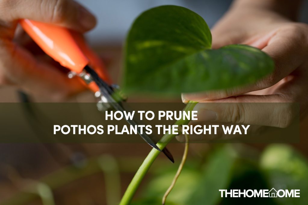 How To Prune Pothos Plants The Right Way