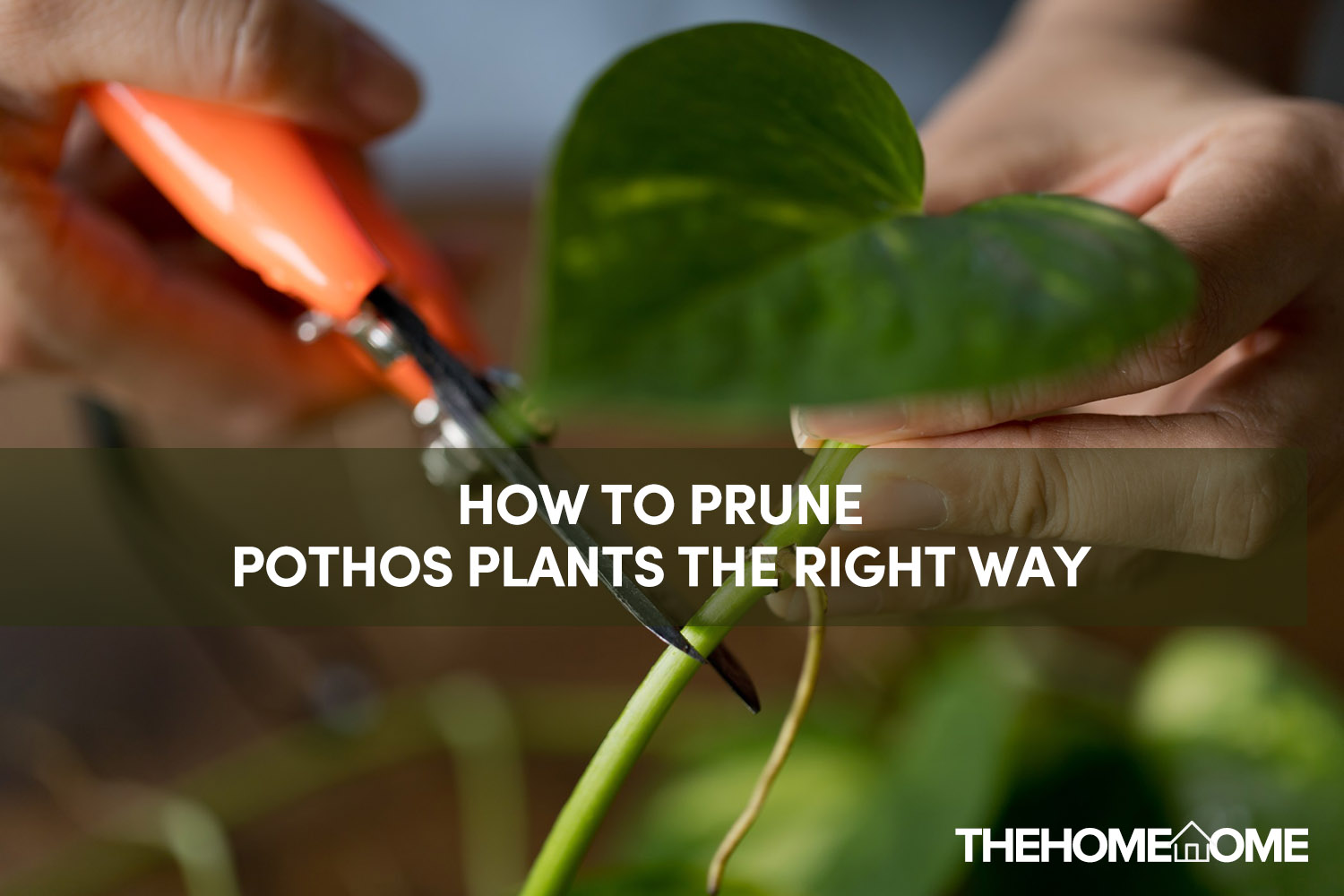 How To Prune Pothos Plants The Right Way | The Home Tome