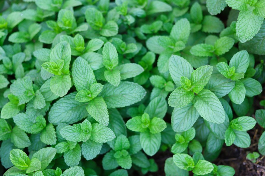 27 Perennial Herbs That Grow Back Every Year