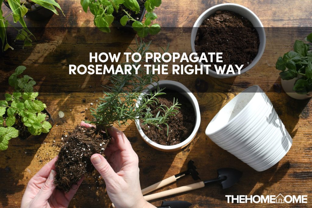How to Propagate Rosemary The Right Way