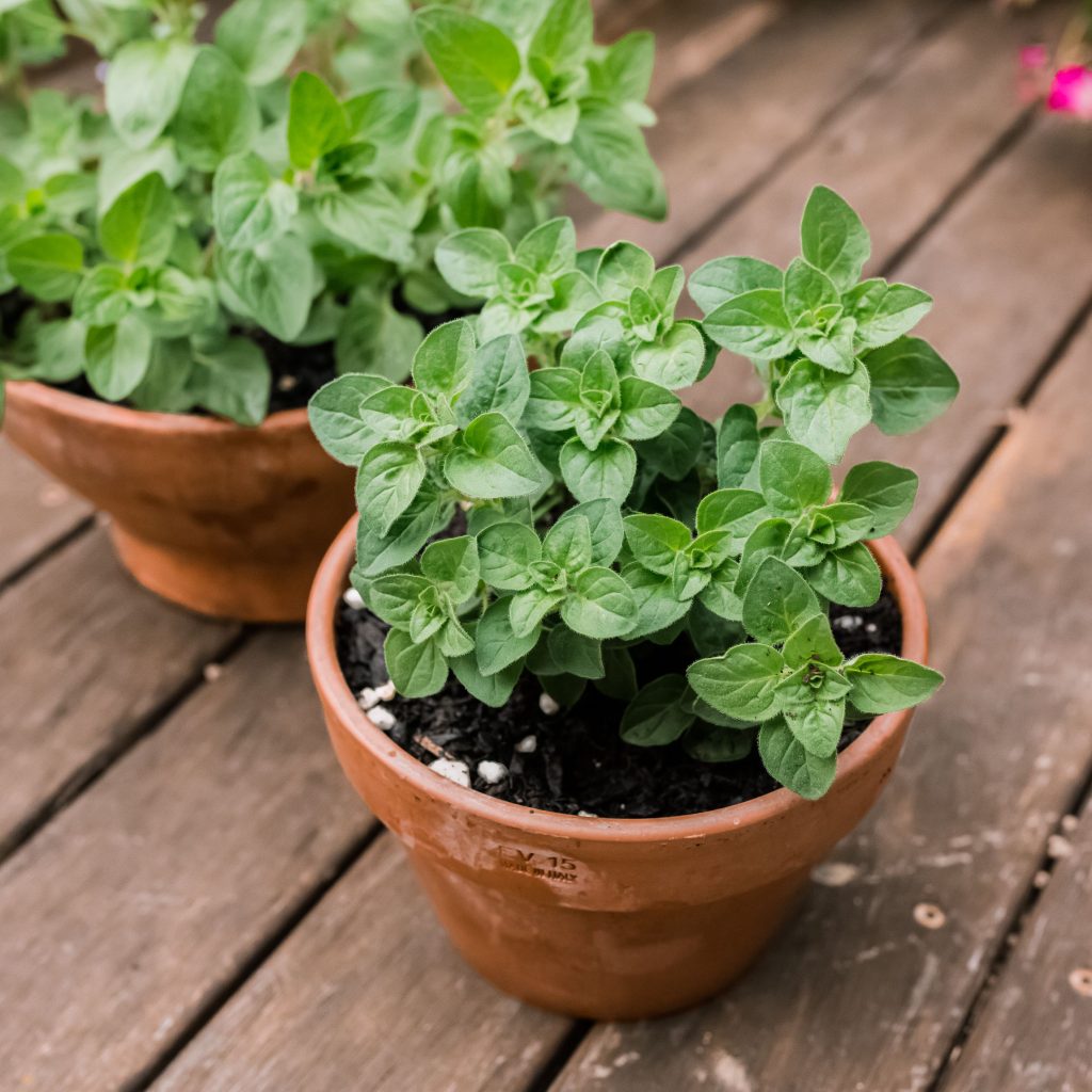 how long does oregano plant last?