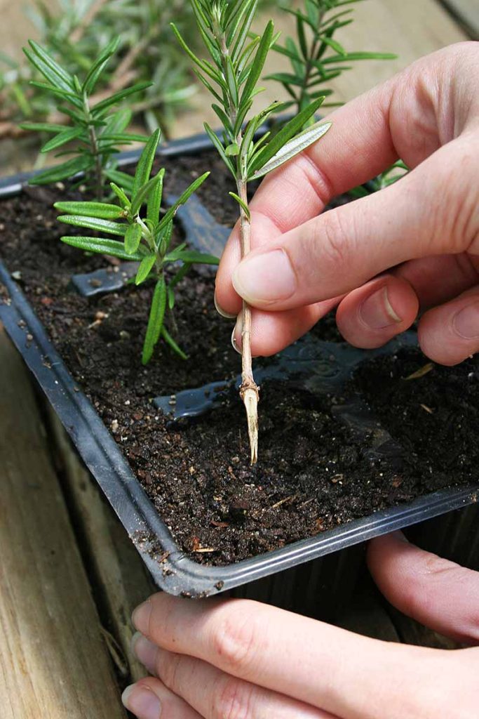 How long does it take for rosemary cuttings to root?