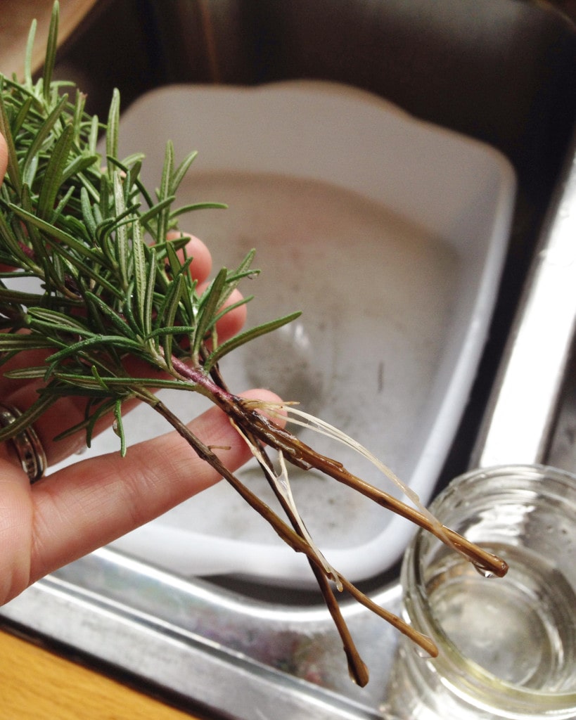 Propagating Rosemary