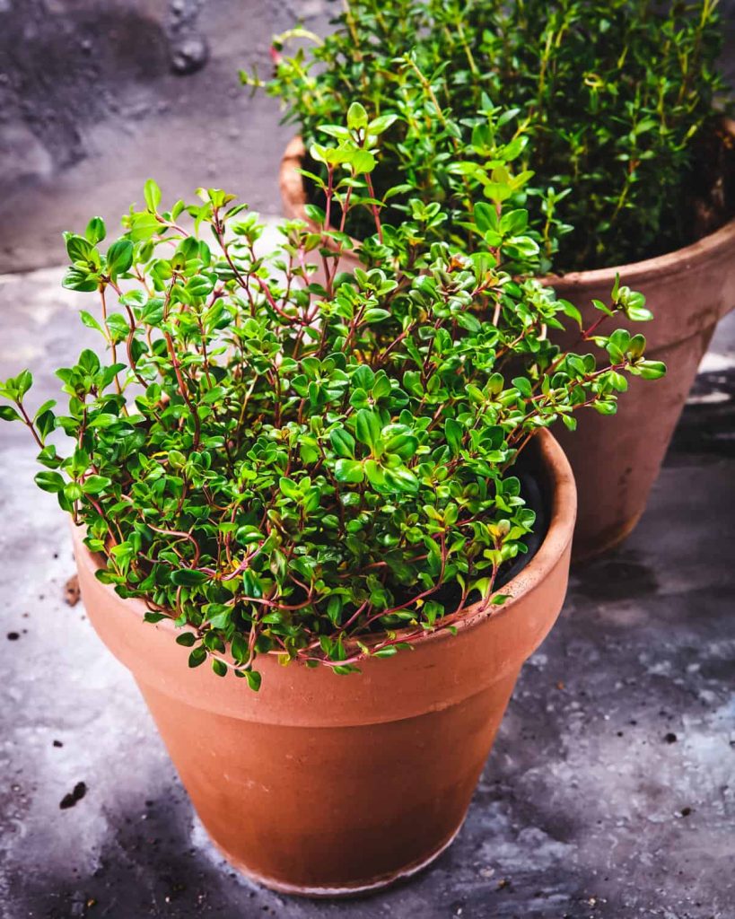 Does Thyme Grow Back Every Year?