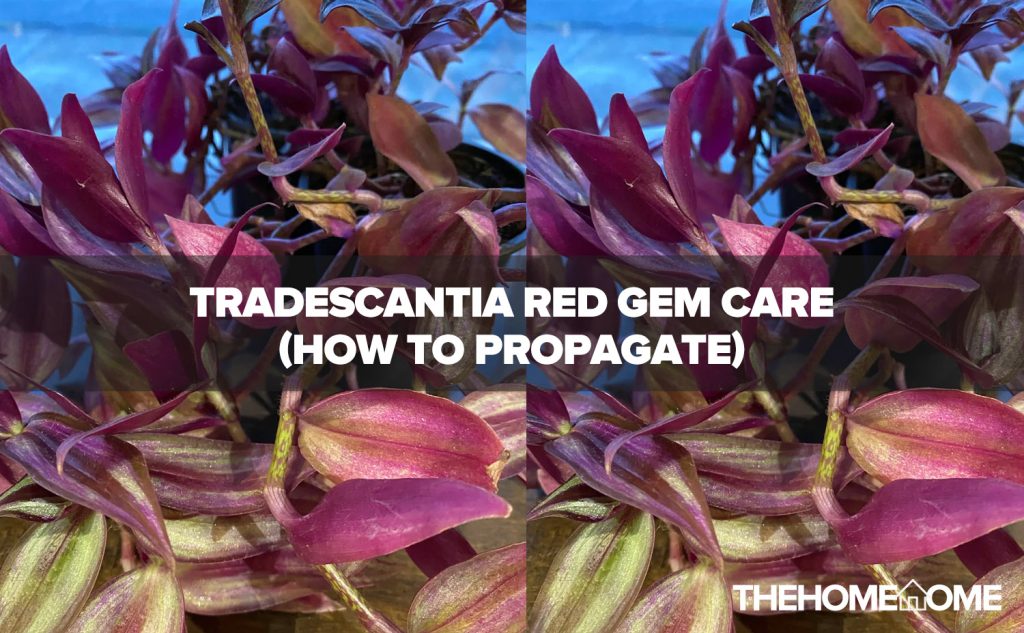 Tradescantia Red Gem Care (How to Propagate)